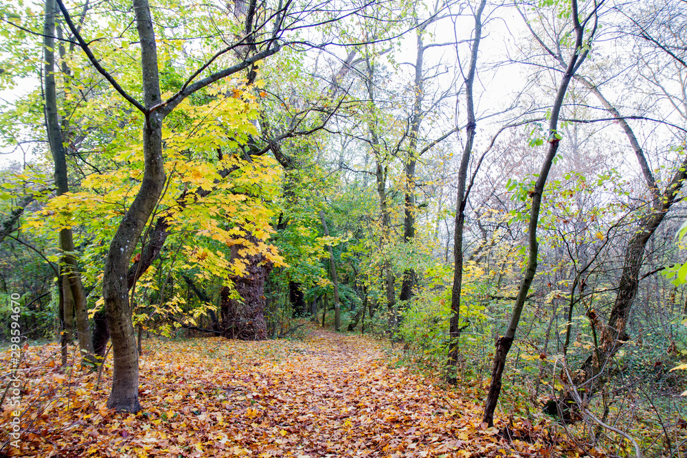 Forest on an autumn day