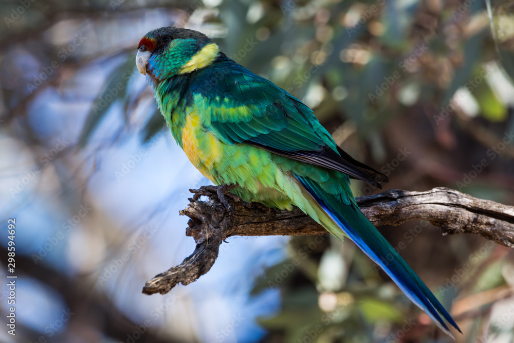 Mallee Ringneck Parrot, Australian native bird perched.