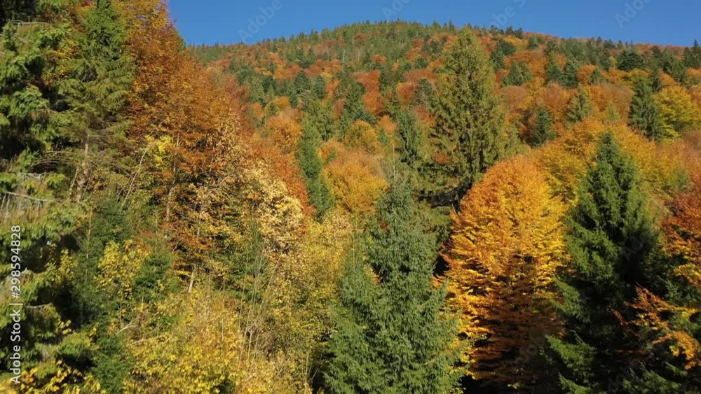 Golden Carpathian forest. Ukrainian landmarks. Golden Carpathian forest. Ukrainian landmarks.