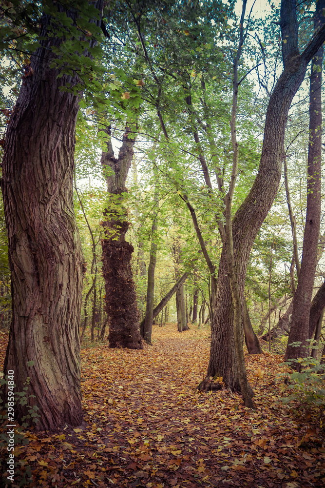 Fototapeta premium Forest on an autumn day