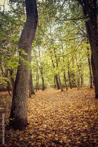 Forest on an autumn day © teine