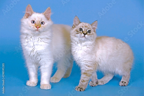 Fototapeta Naklejka Na Ścianę i Meble -  White Siamese and white and gray tabby Kitten looking up , blue background