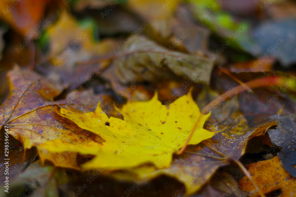 wet fallen autumn leafs on the ground wet fallen autumn leafs on the ground