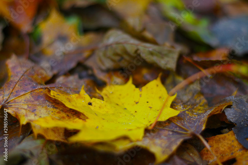 wet fallen autumn leafs on the ground