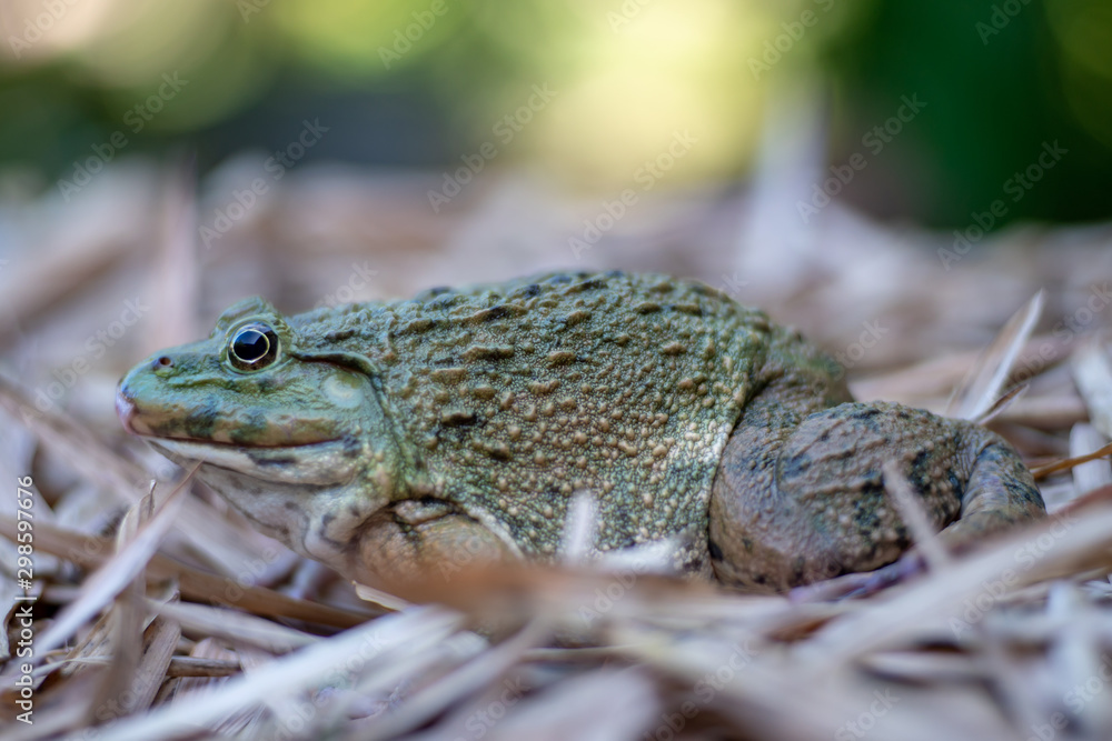 Obraz premium Close up of big frog on leaf pile