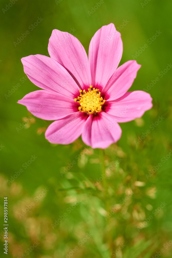 Macro of cosmos flower against green background Macro of cosmos flower against green background