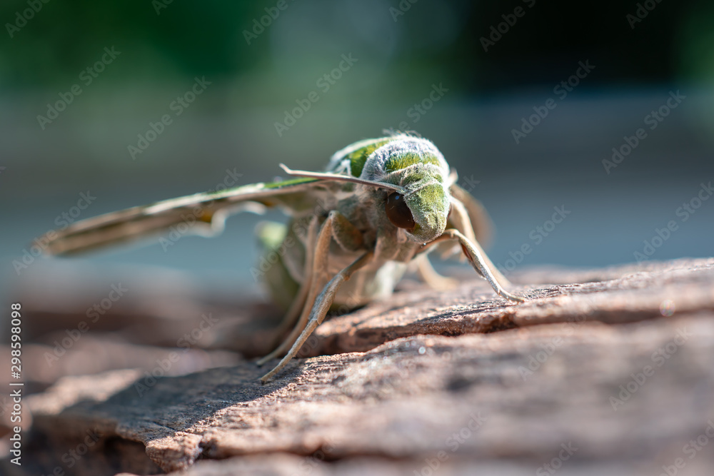 Close up of green night butterfly on the old wood 