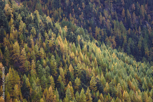 Yellow and orange colored Larch forest in autumn.