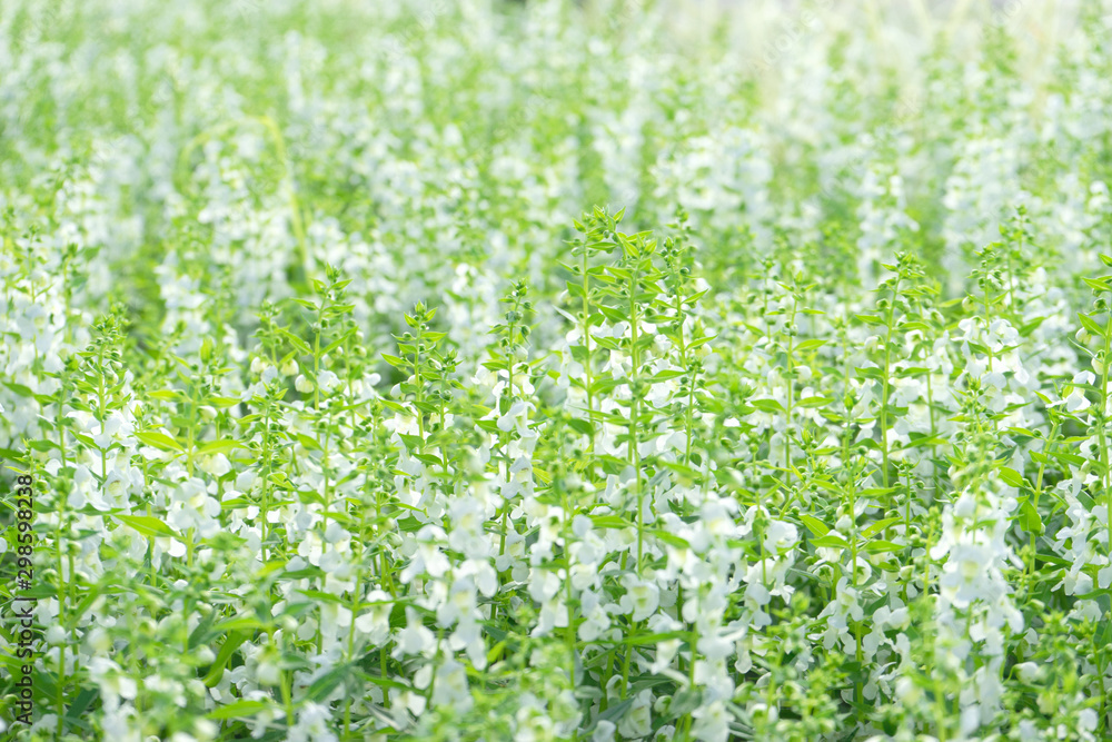 Flower Green grass on background