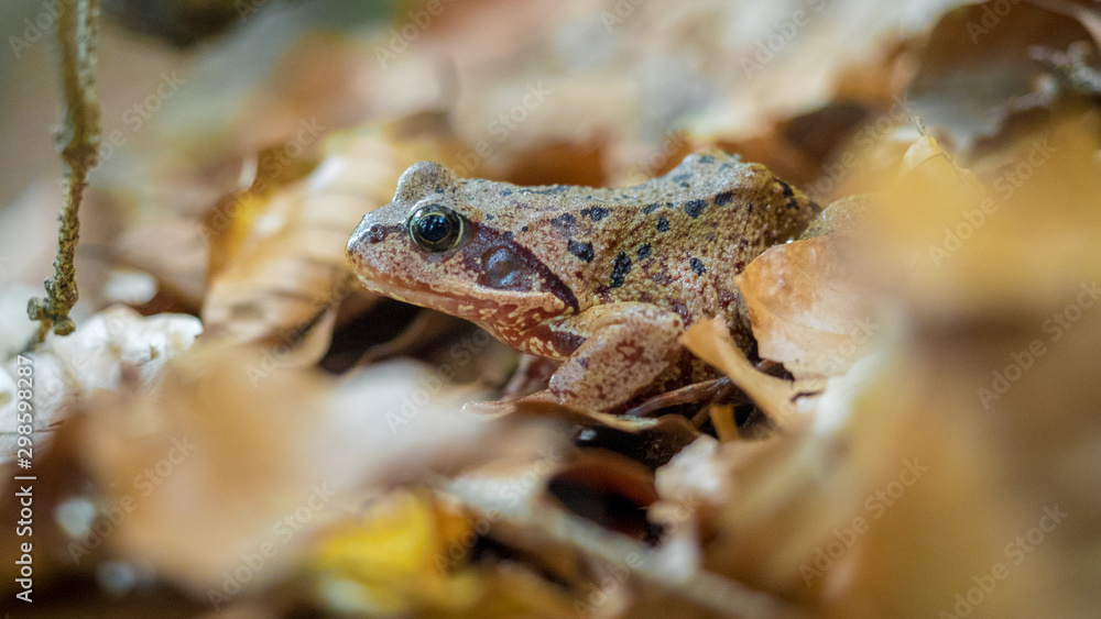 Naklejka premium Frosch