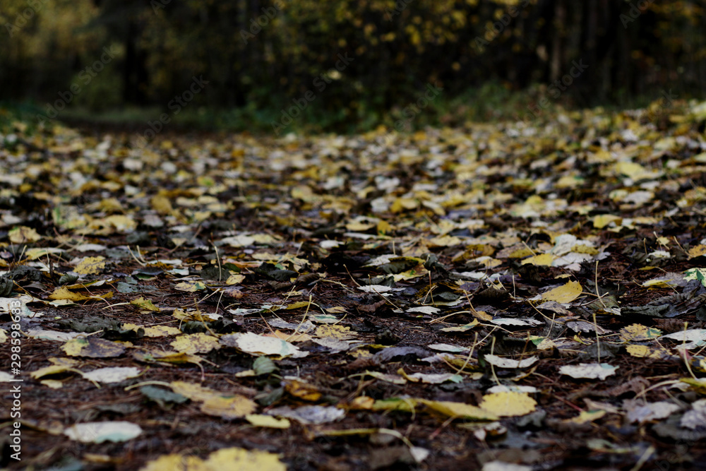 fallen leafs on the road in forest fallen leafs on the road in forest