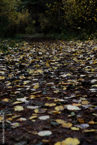 fallen leafs on the road in forest