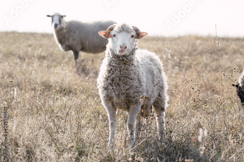 Funny sheep portrait. Agricultural  countryside life  domestic animals  nature concept. Flock of sheep grazes at meadow.