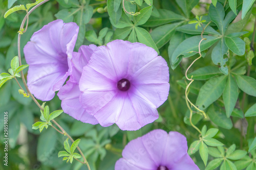 Fototapeta Naklejka Na Ścianę i Meble -  close up flower purple on background