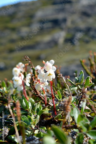 flowers in the greenlandic tundra - flora and fauna in the disko bay - summer, July