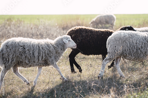 Sheep grazing at meadow. Agricultural, countryside life, domestic animals, nature concept