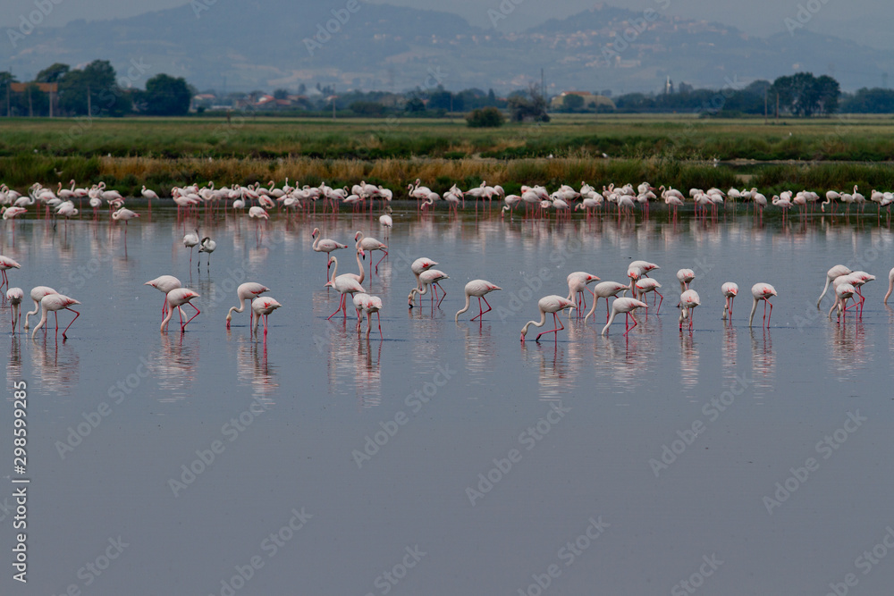 Fototapeta premium Cervia - Italien - Flamingos