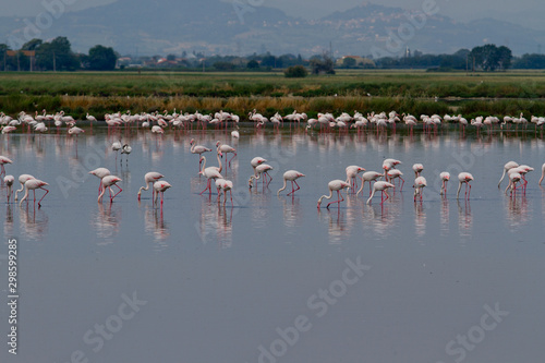 Cervia - Italien - Flamingos