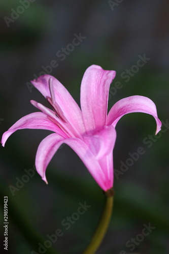 Amarine belladiva grow to about 70 to 80 centimeters high  which flower from September to November