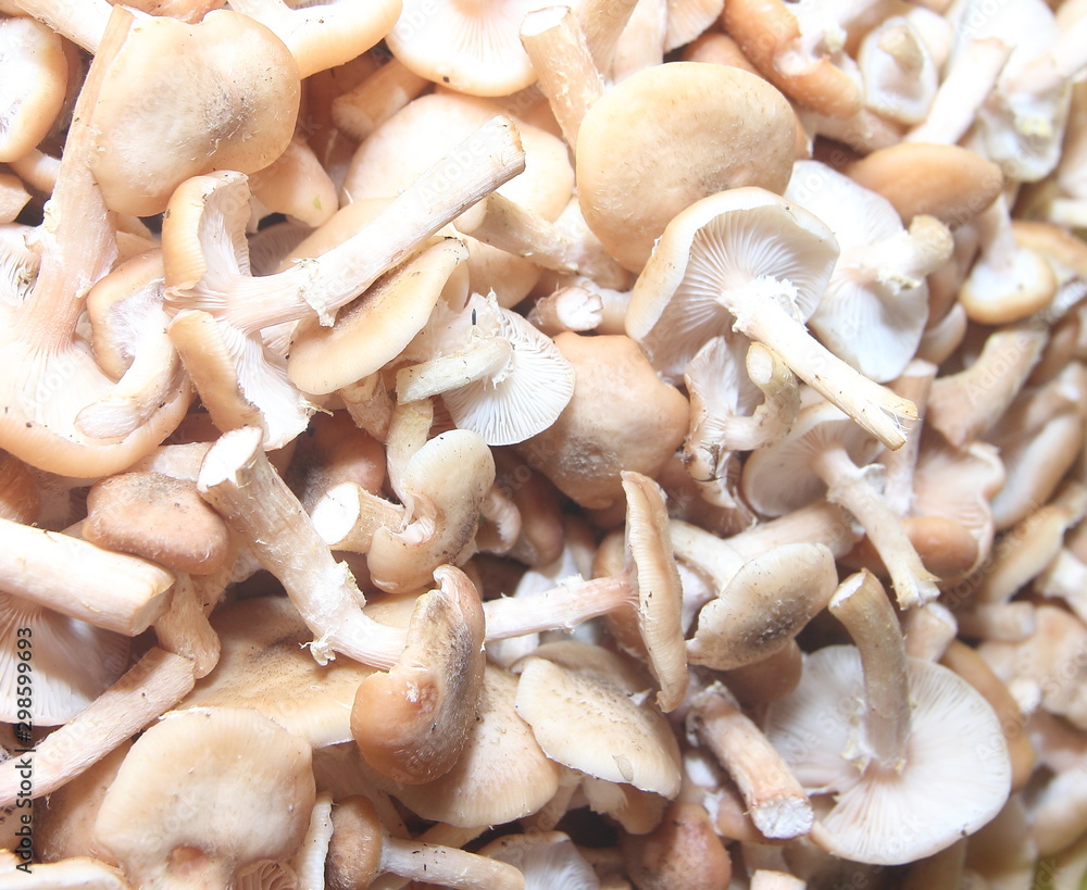 texture of mushrooms mushrooms collected and cleaned texture of mushrooms mushrooms collected and cleaned