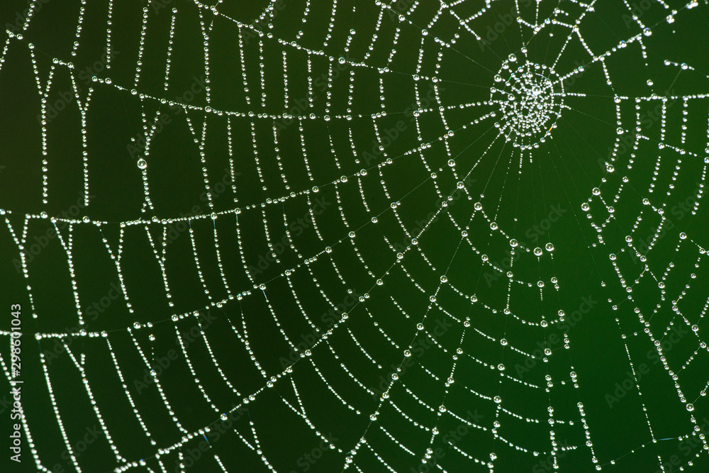 Obraz premium spider net with rain drops