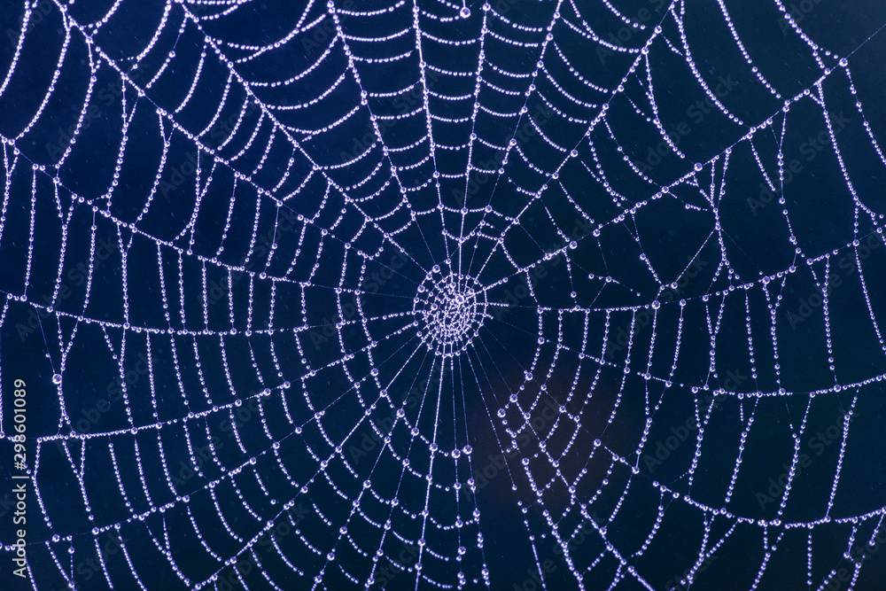 Obraz premium spider net with rain drops