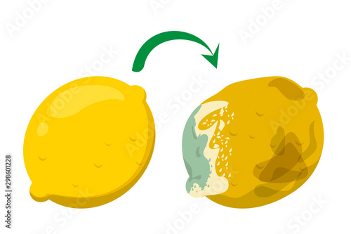 Yellow fruit lemon become rotten and bad. Citrus organic food