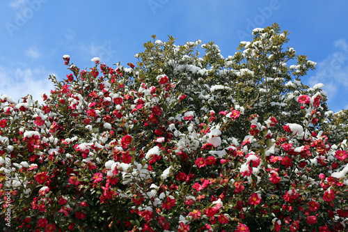 雪のサザンカの花