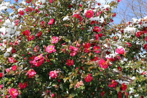 雪のサザンカの花