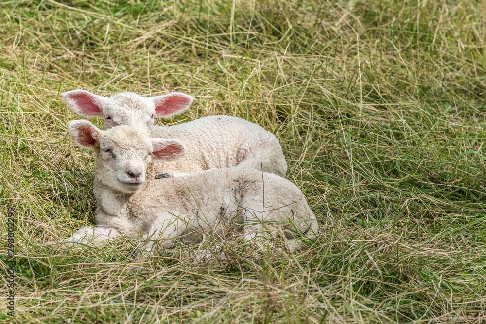 Obraz premium Les jumeaux
