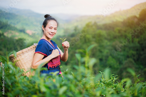 Hill tribe Asian woman in traditional clothes collecting tea leaves with basket at Mae Salong Mountain, Mae Chan, Chiang Rai, Thailand with Choui Fong tea plantation background. - Image photo