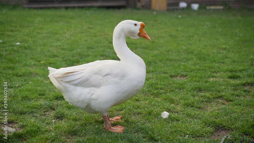 Beautiful White goose in a lake. beautiful goose Beautiful White goose in a lake. beautiful goose