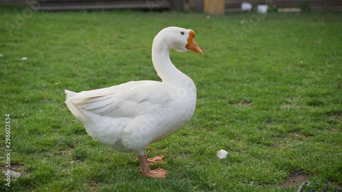 Beautiful White goose in a lake. beautiful goose