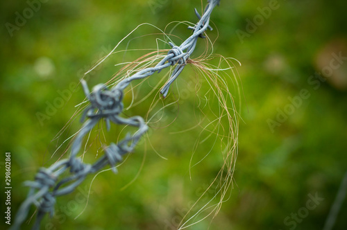 Fotografie Barbed wire fence on meadow, for cow limit on the field