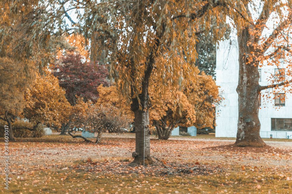 Fototapeta premium Autumn Landscape, Park in Autumn season.