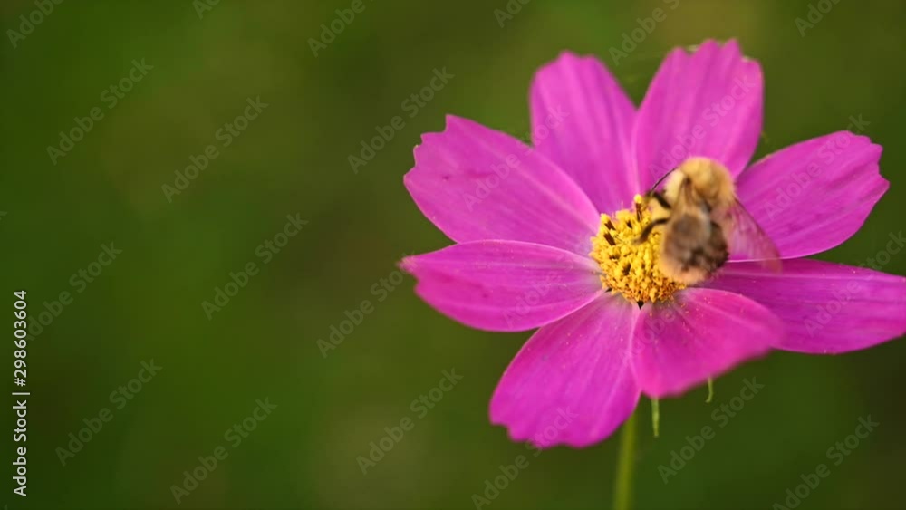 Close-up shot of honey bee collecting pollen on magenta flower Close-up shot of honey bee collecting pollen on magenta flower