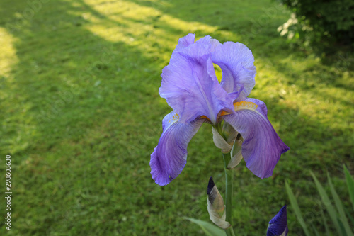 Gardening Iris