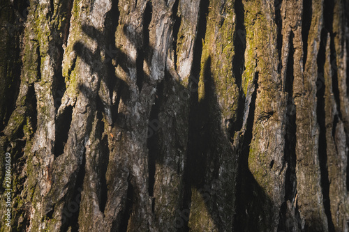 Shadow of a hand above a tree trunk. The concept of human taking natural resources and deforestation photo