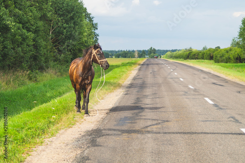 A lone brown horse crossing the road. runaway horse in the countryside
