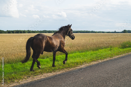 Fotografie A lone brown horse walks along the road