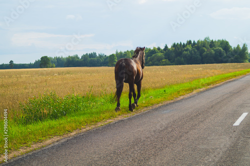 A lone brown horse walks along the road. runaway horse in the countryside