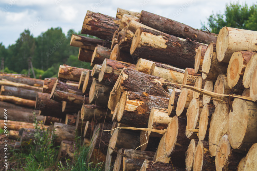 Wooden logs in the forest. chopped tree logs stack. nature landscape Wooden logs in the forest. chopped tree logs stack. nature landscape