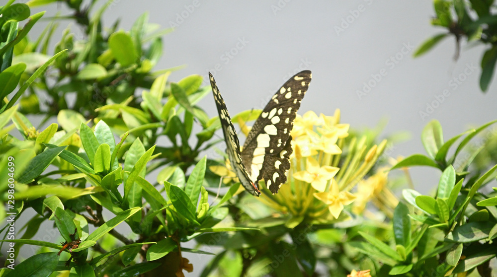 A butterfly flying over yellow little flowers. A butterfly flying over yellow little flowers.