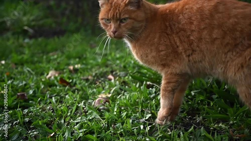 Low angle slow motion close-up shot of a ginger cat staring curious into camera photo