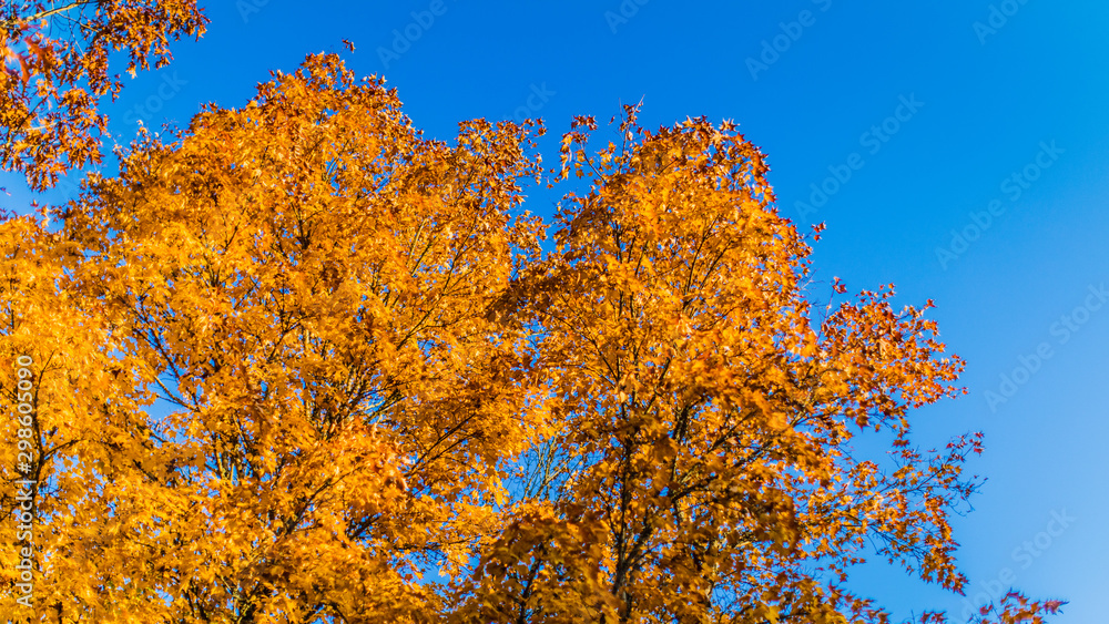 Colorful leaves behind blue sky Colorful leaves behind blue sky