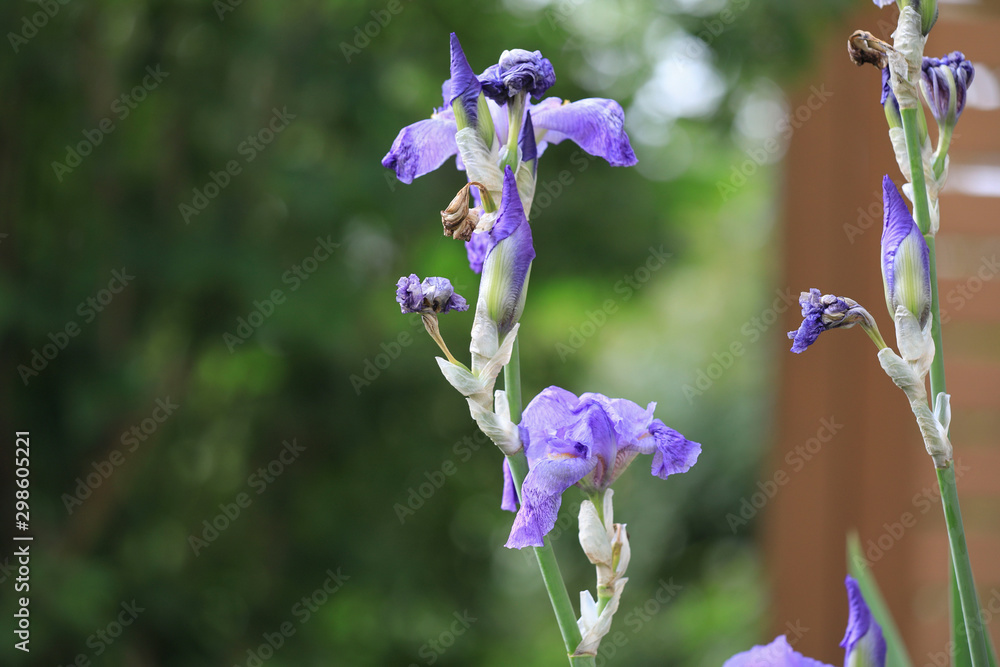 Iris Wallpaper HD Stock Photo | Adobe Stock
