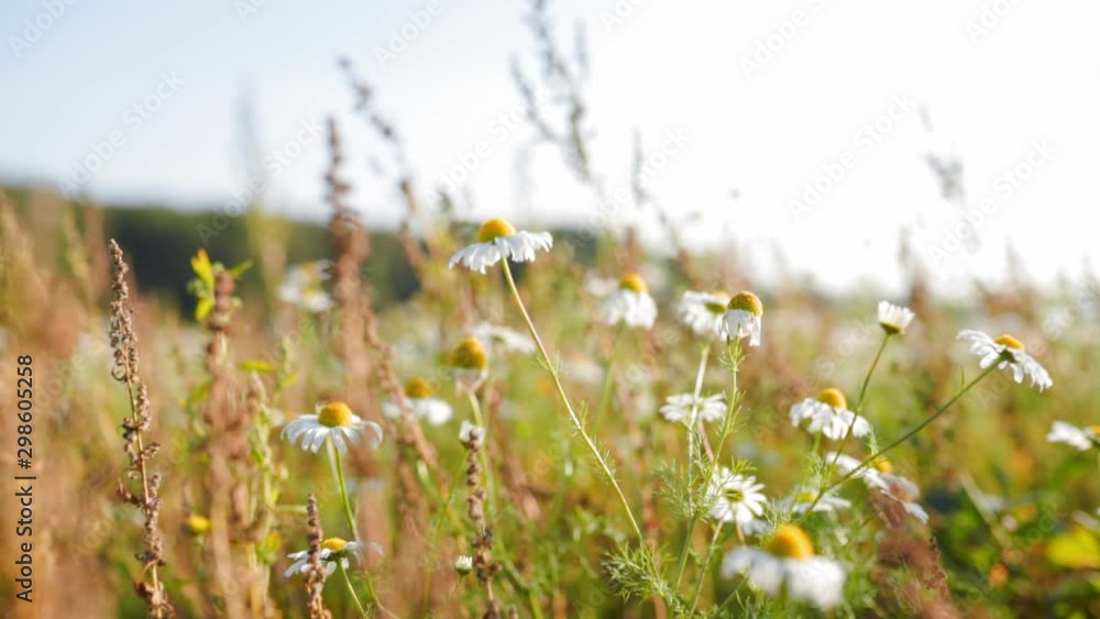 close up of flowers in nature agriculture moving backwards, zoom out close up of flowers in nature agriculture moving backwards, zoom out