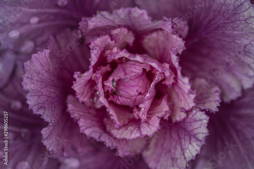 Close up of flower