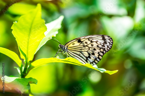 Butterfly from Japan, Name:Idea leuconoe photo