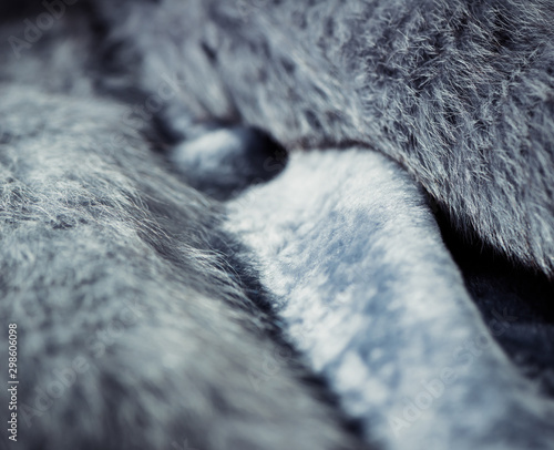 Photography natural blue soft fur tecture with reflections over surface closeup